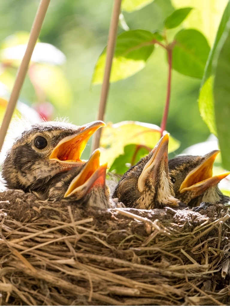 Signs of Spring - NWF Green Hour