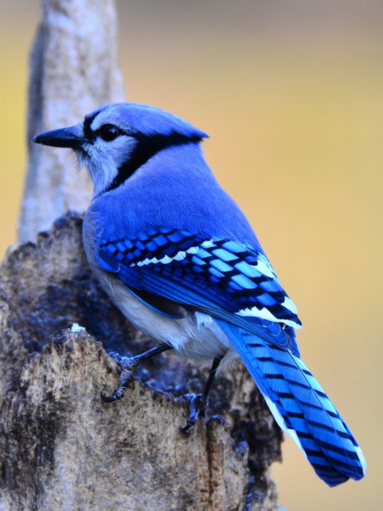 Blue jay