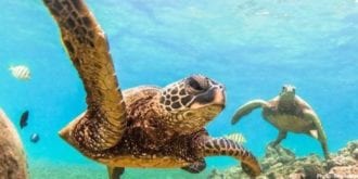 green-hour-celebrate-oceans