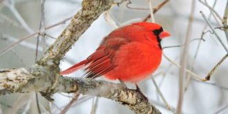 American Male cardinal in winter in Michigan by Elizabeth Mahlstedt