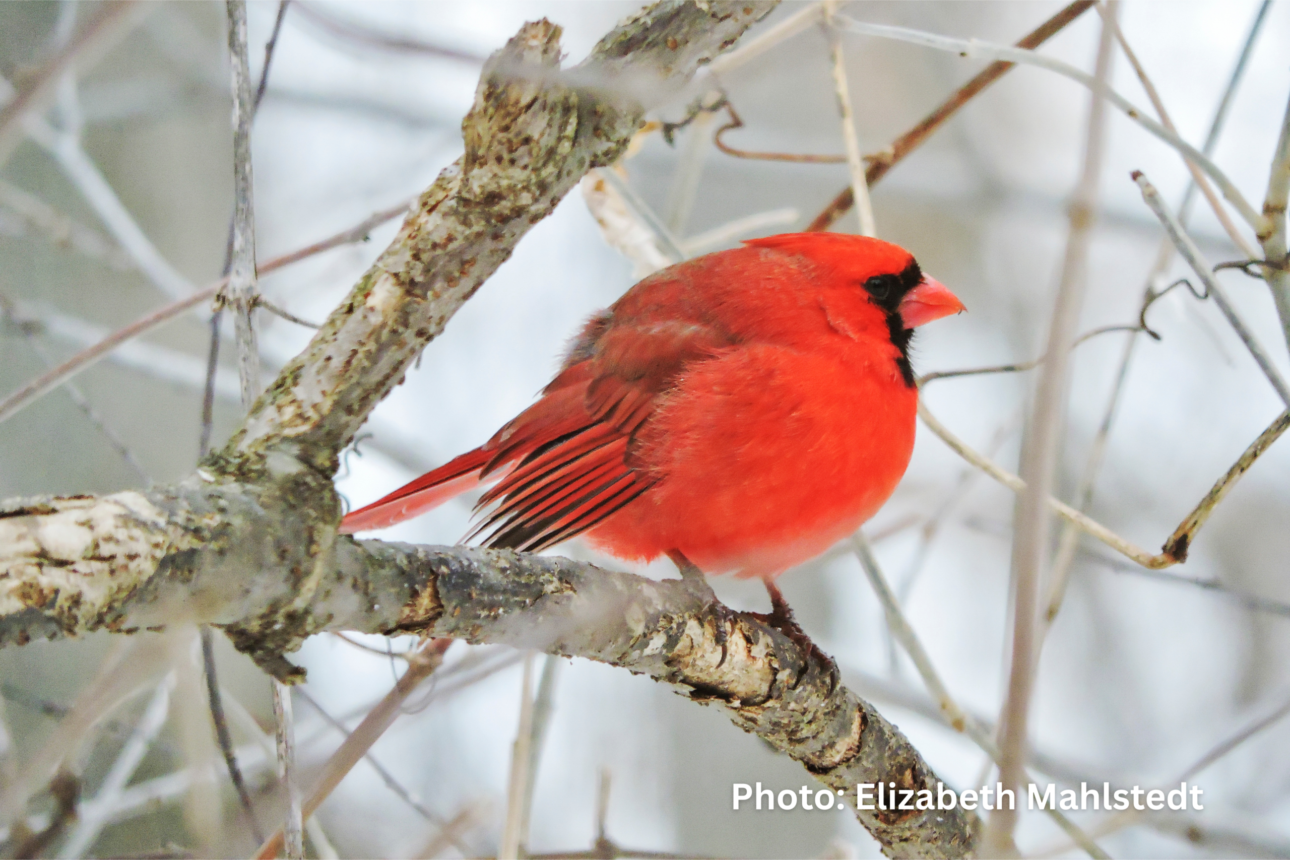 American Male cardinal in winter in Michigan by Elizabeth Mahlstedt