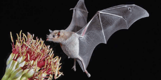 Lesser Long-Nosed Bat at an agave flower near Tucson, AZ