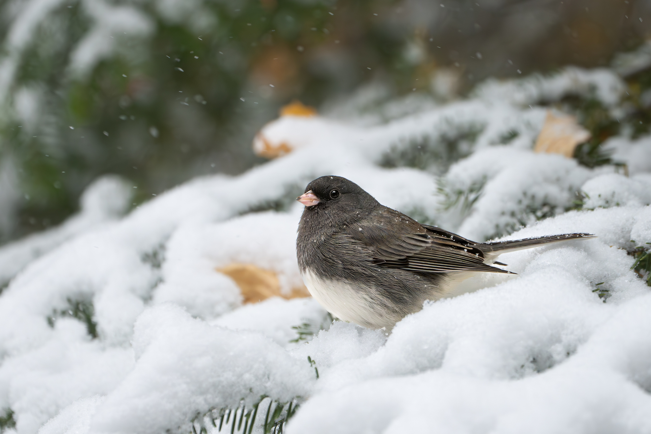 Dark-eyed junco in snowy brush. 